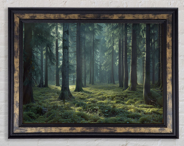 Ancient Forest Framed Print
