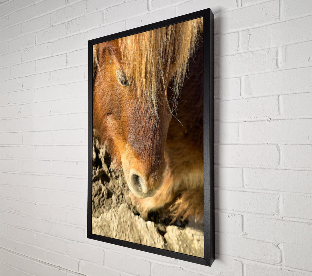  A Canvas Print of Golden Horse Sniffing Canvas Print