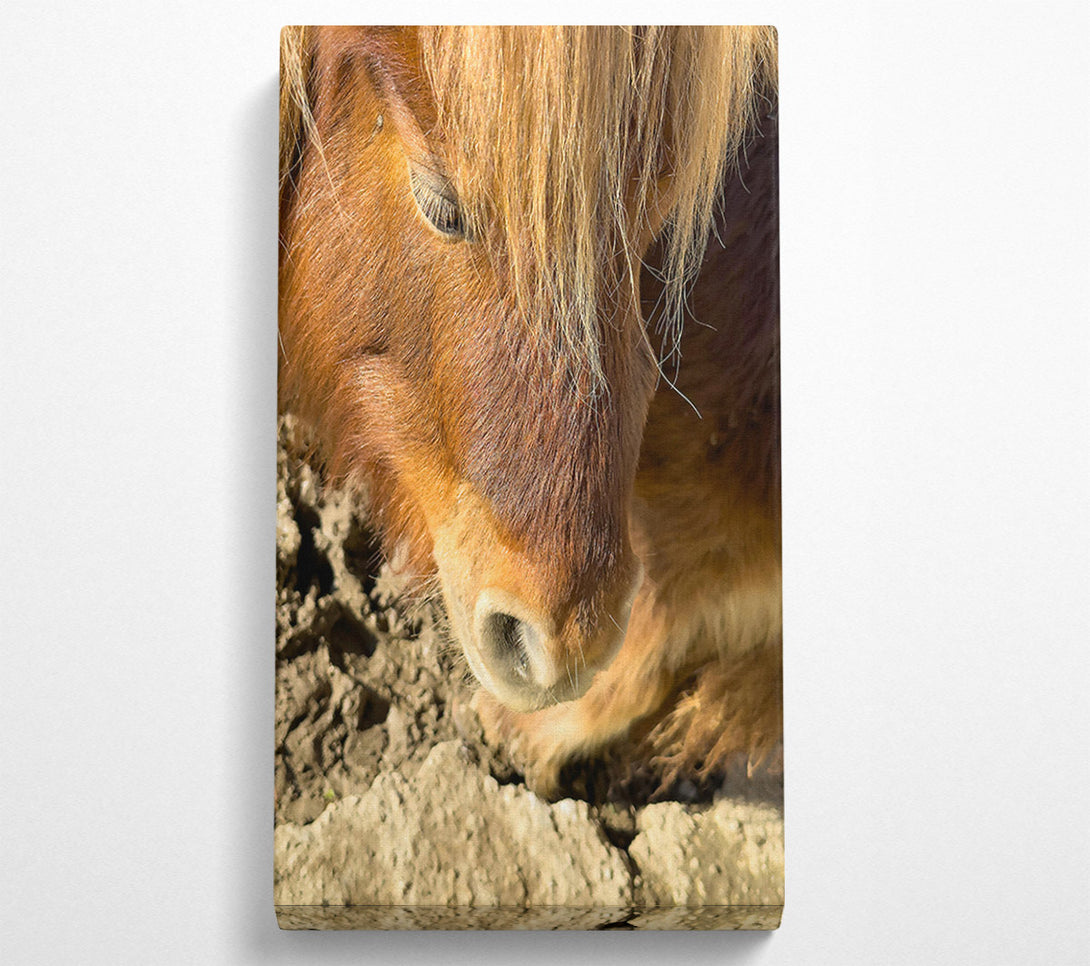  A Canvas Print of Golden Horse Sniffing Canvas Print