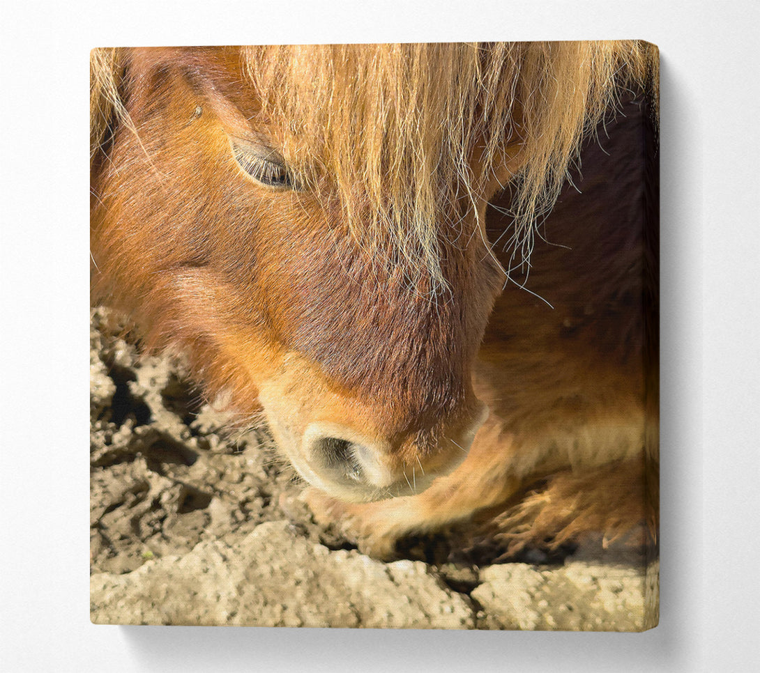  A Canvas Print of Golden Horse Sniffing Canvas Print
