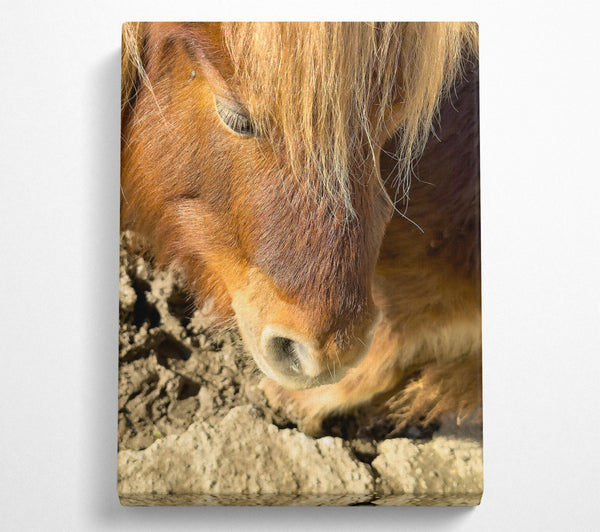  A Canvas Print of Golden Horse Sniffing Canvas Print