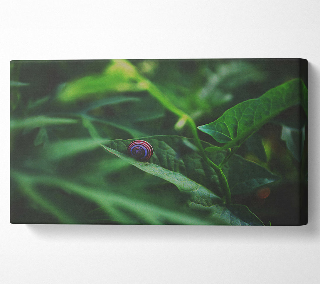  A Canvas Print of Green Snail Shell Canvas Art