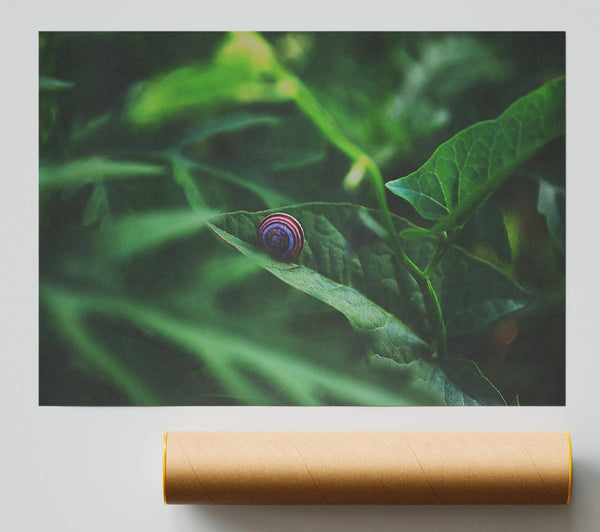Green Snail Shell Giclee Print