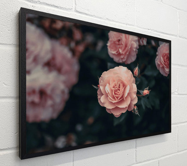 Pale Pink Rose Bloom