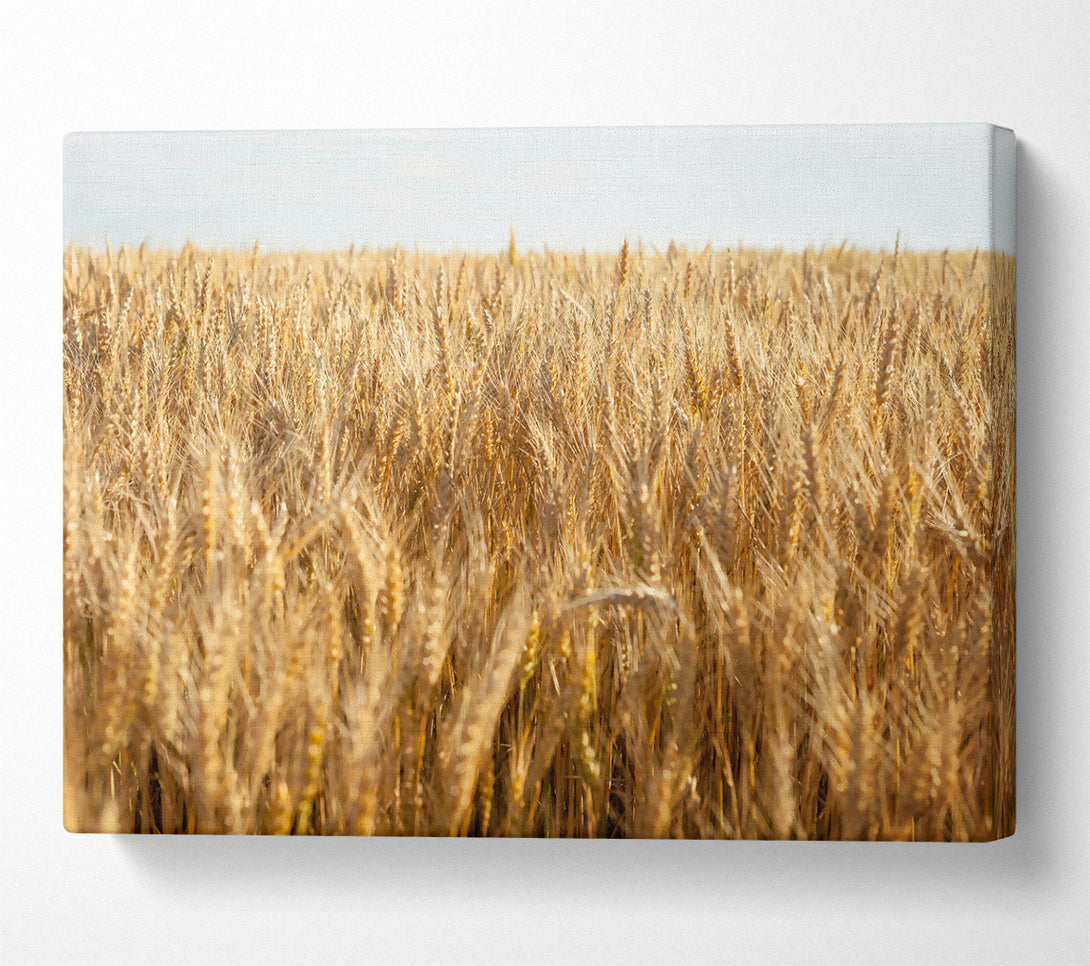  A Canvas Print of Golden Wheat Field Canvas Wall Art