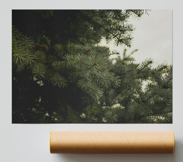 Evergreen Canopy Green Print