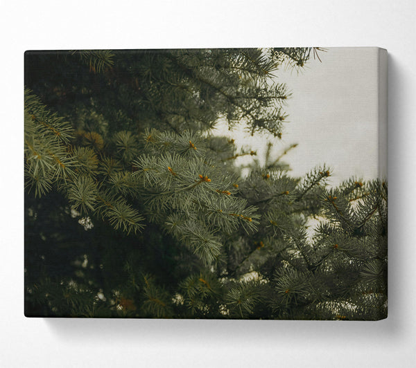 Evergreen Canopy Green Canvas Print