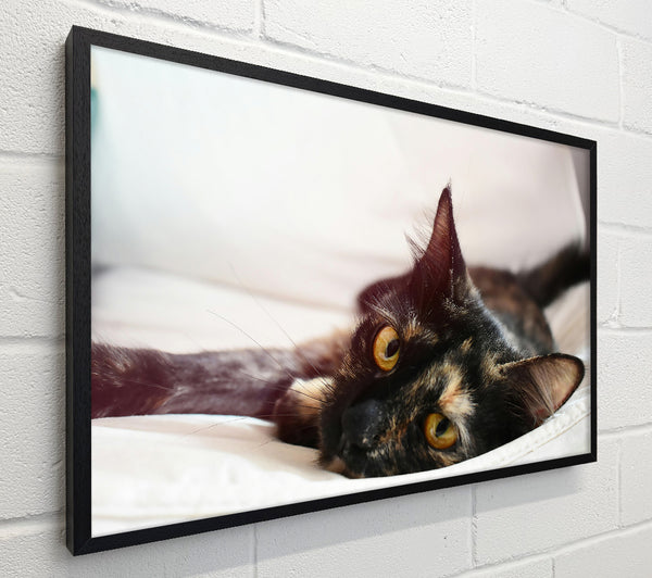 Golden Eyes, Black Cat.