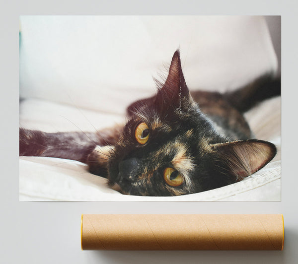 Golden Eyes, Black Cat. Giclee Print