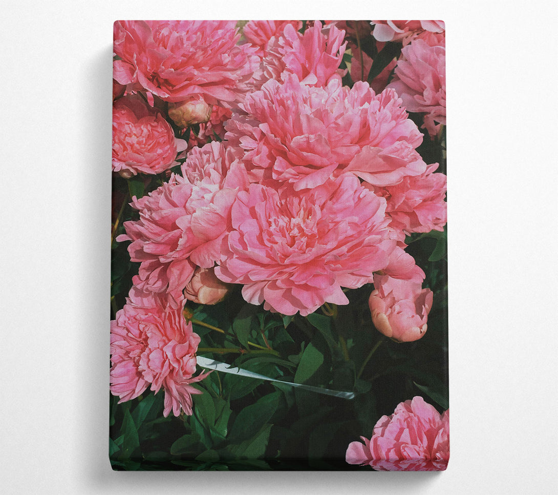  A Canvas Print of Pink Peony Bloom Canvas Print
