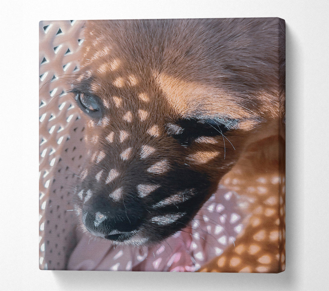  A Canvas Print of Golden Light Pup Canvas Wall Art