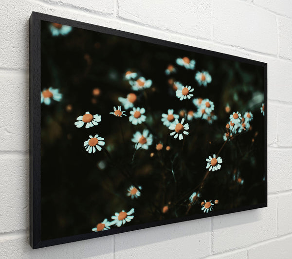 Teal Daisies In Bloom