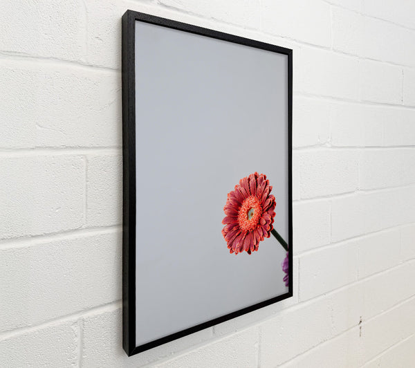 Salmon Bloom Still Life