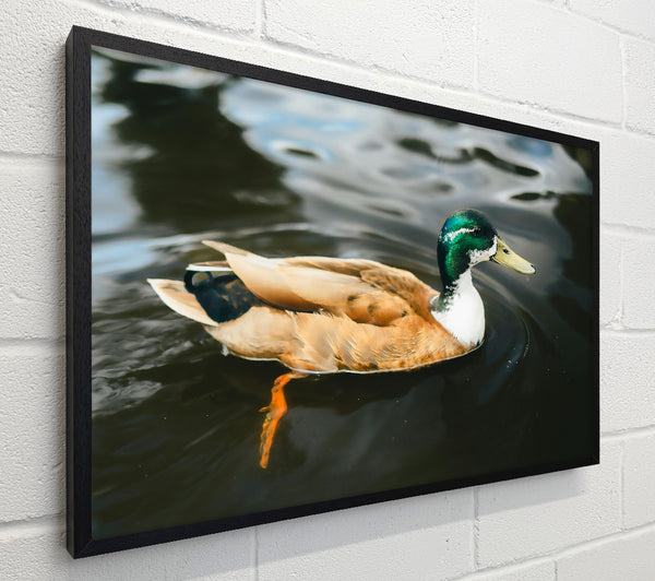 Green-Headed Duckling