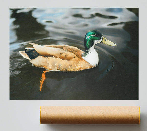 Green-Headed Duckling Print