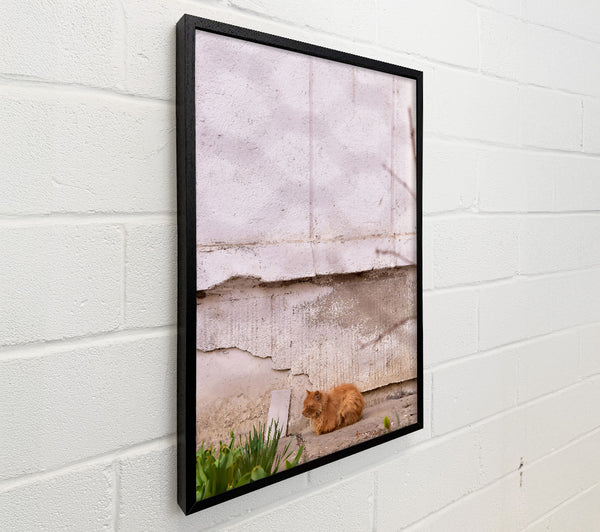 Orange Cat By The Wall