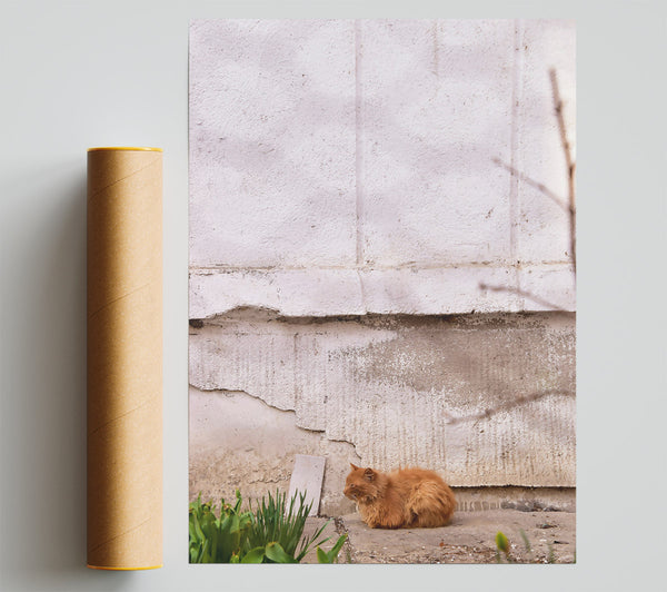 Orange Cat By The Wall Poster