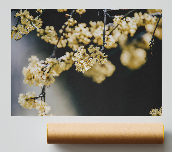 Pale Yellow Blossoms Poster