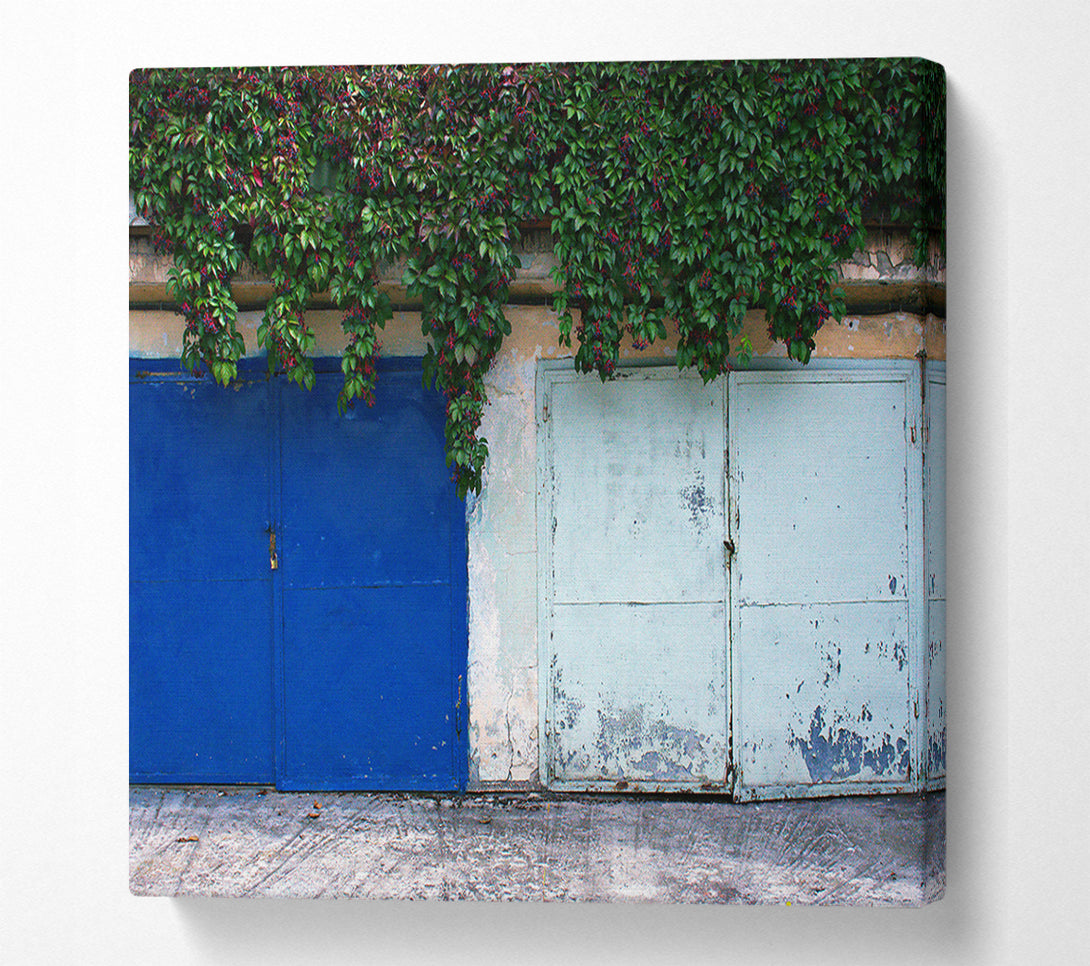  A Canvas Print of Blue Door And Vines. Canvas Wall Art