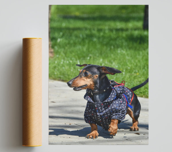 Black Dog In Red Coat Giclee Print
