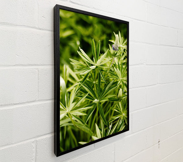 Emerald Green Lupine Bloom