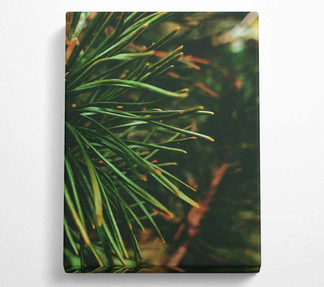  A Canvas Print of Emerald Pine Needles Canvas Art