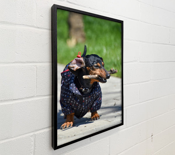 Black Dachshund Stick Fetching