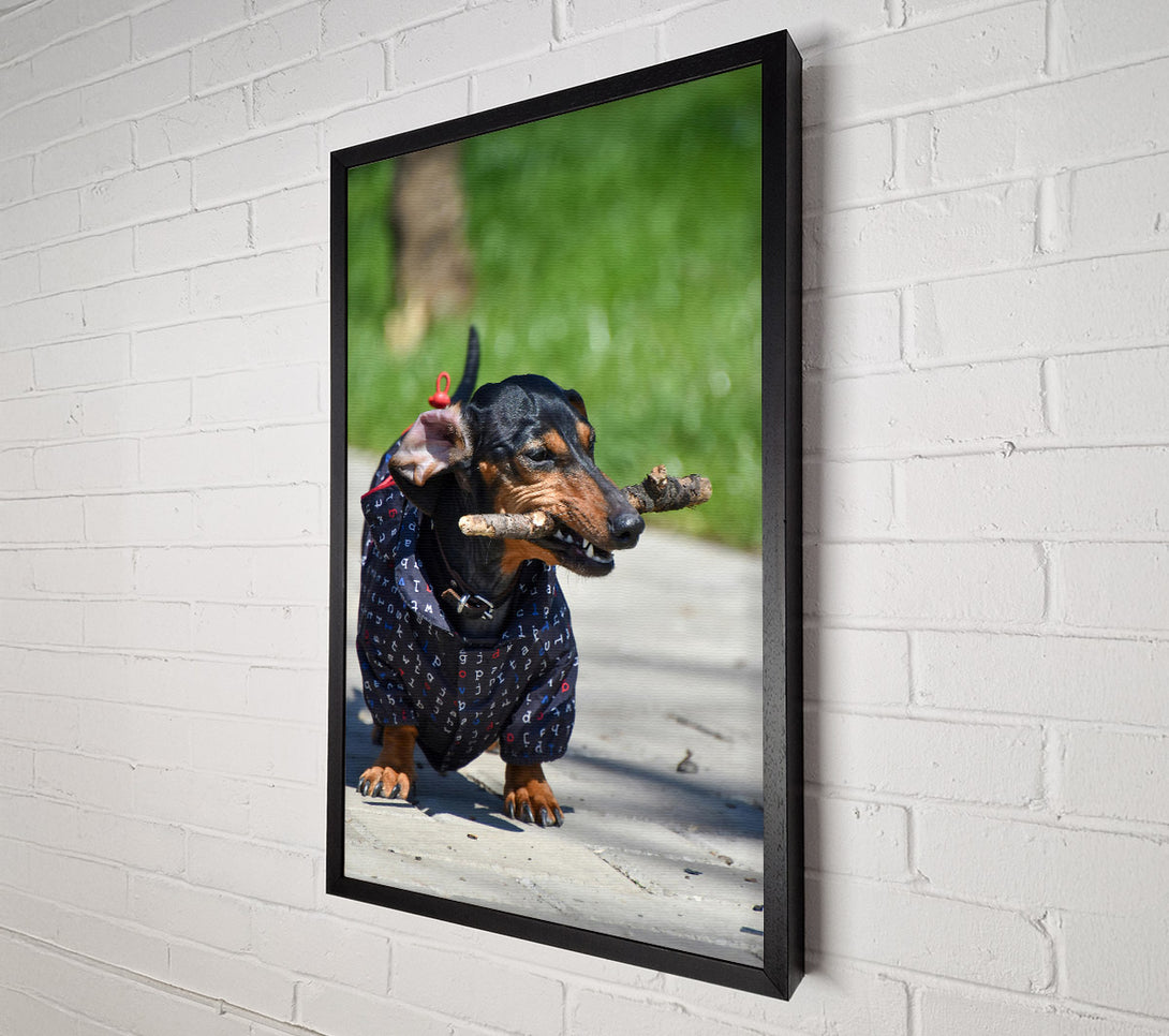  A Canvas Print of Black Dachshund Stick Fetching Canvas Art
