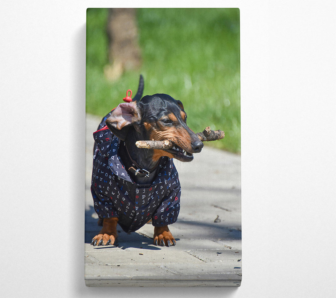  A Canvas Print of Black Dachshund Stick Fetching Canvas Art
