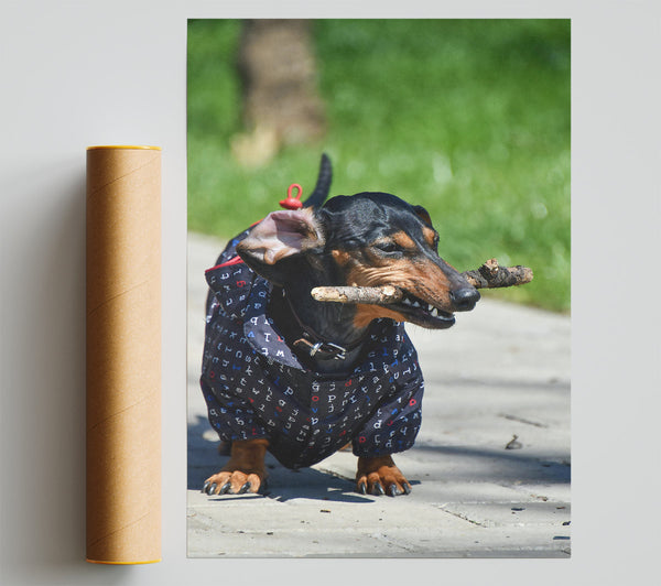 Black Dachshund Stick Fetching Giclee Print