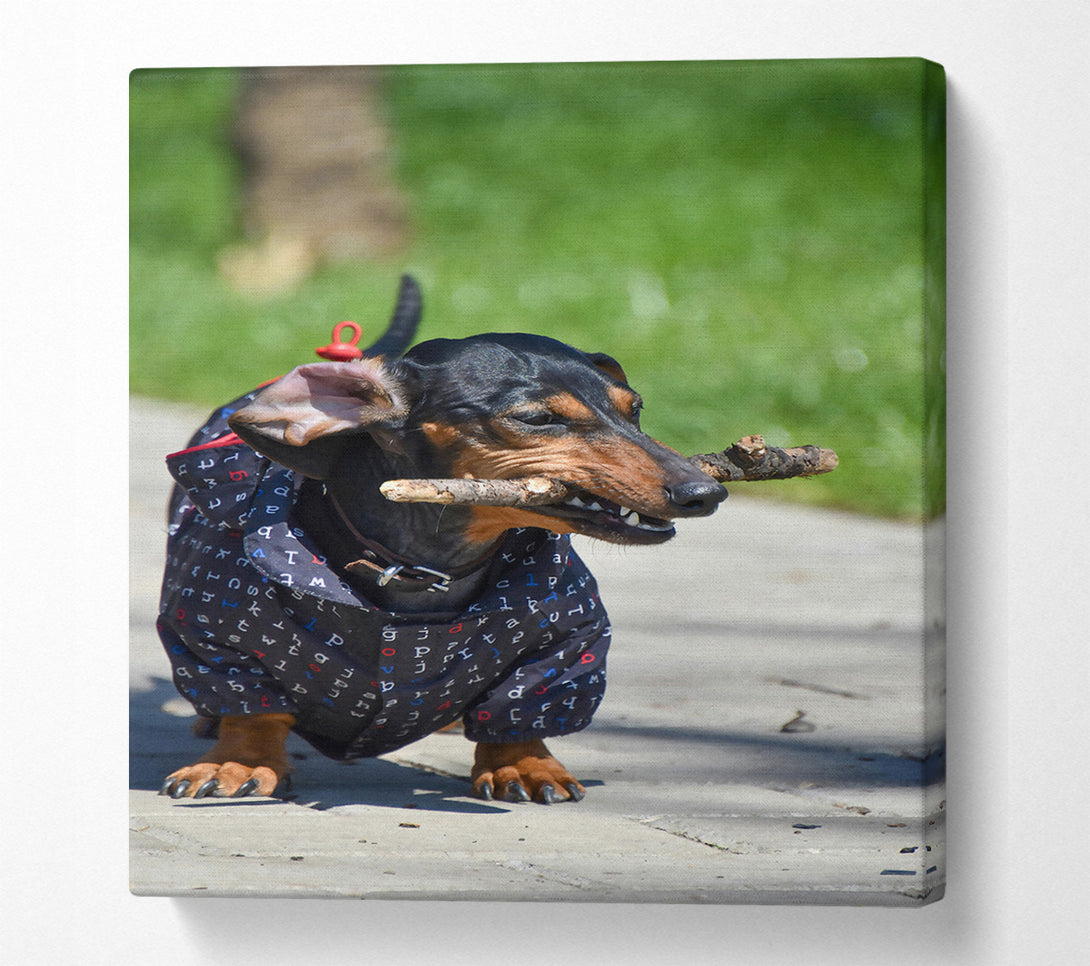  A Canvas Print of Black Dachshund Stick Fetching Canvas Art
