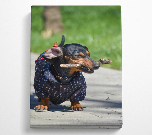  A Canvas Print of Black Dachshund Stick Fetching Canvas Art