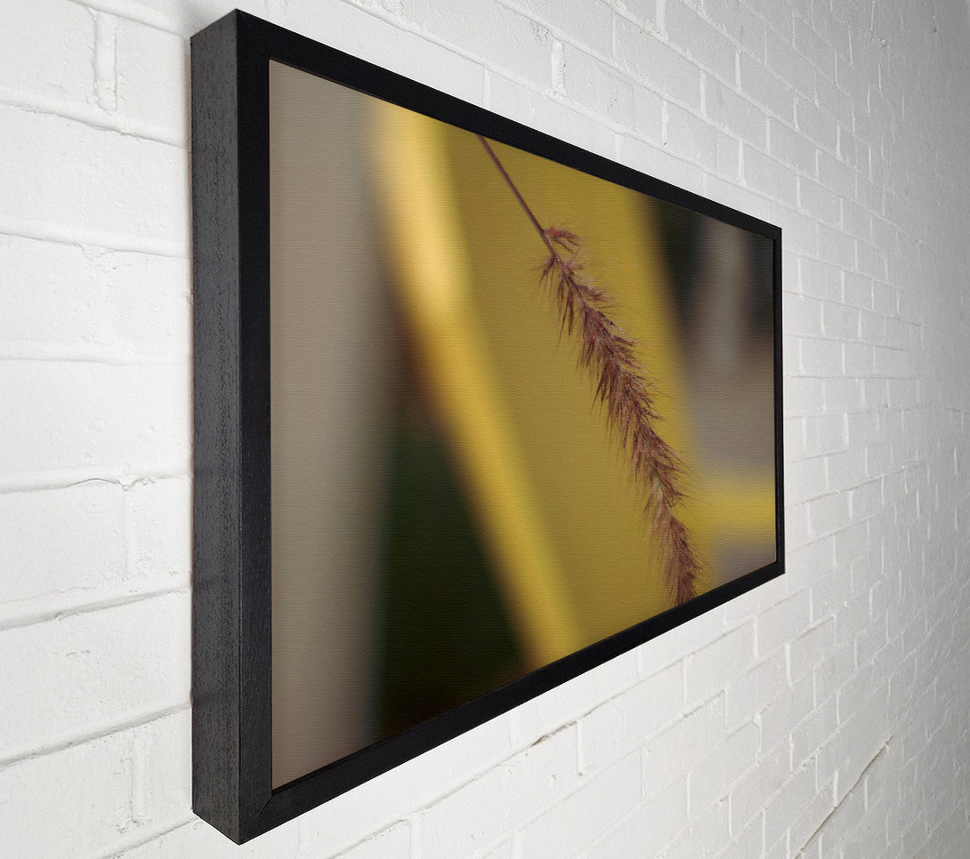  A Canvas Print of Golden Brown Bristle Canvas Art
