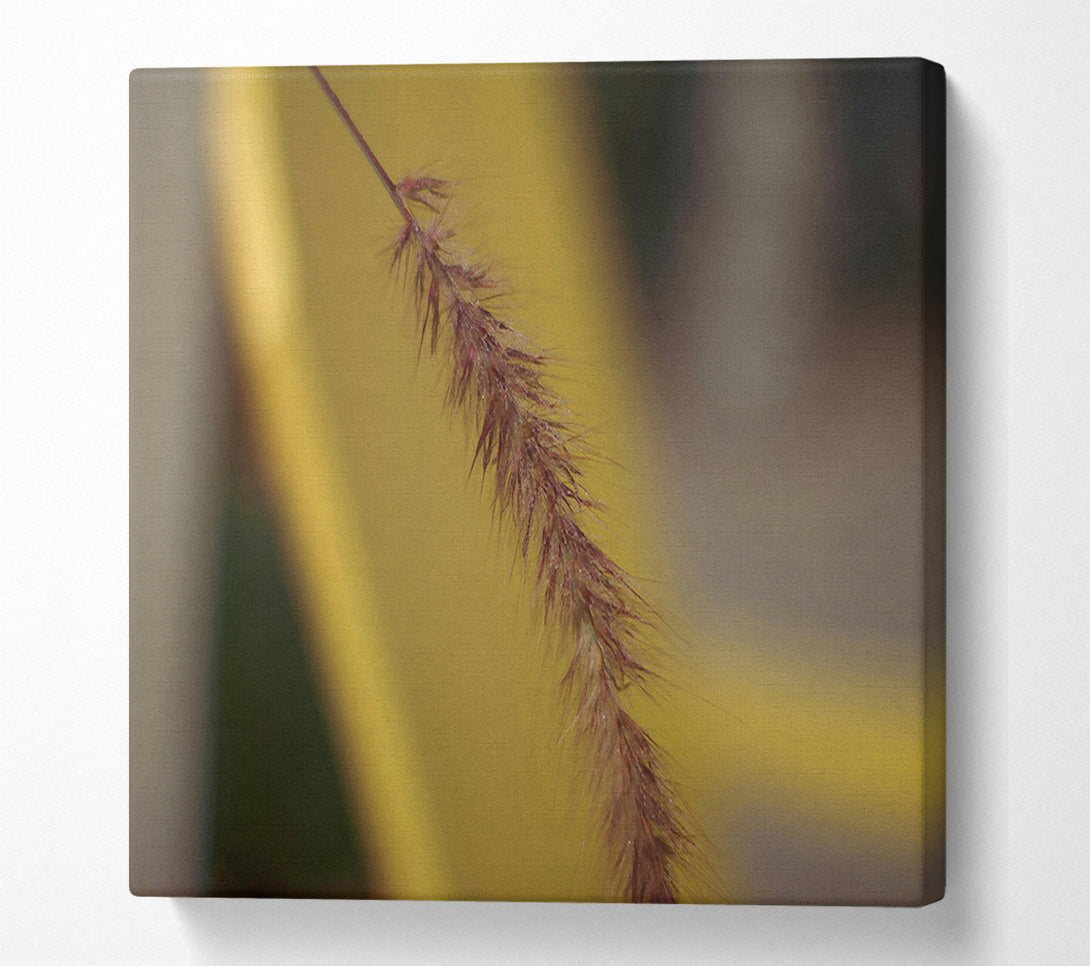  A Canvas Print of Golden Brown Bristle Canvas Art