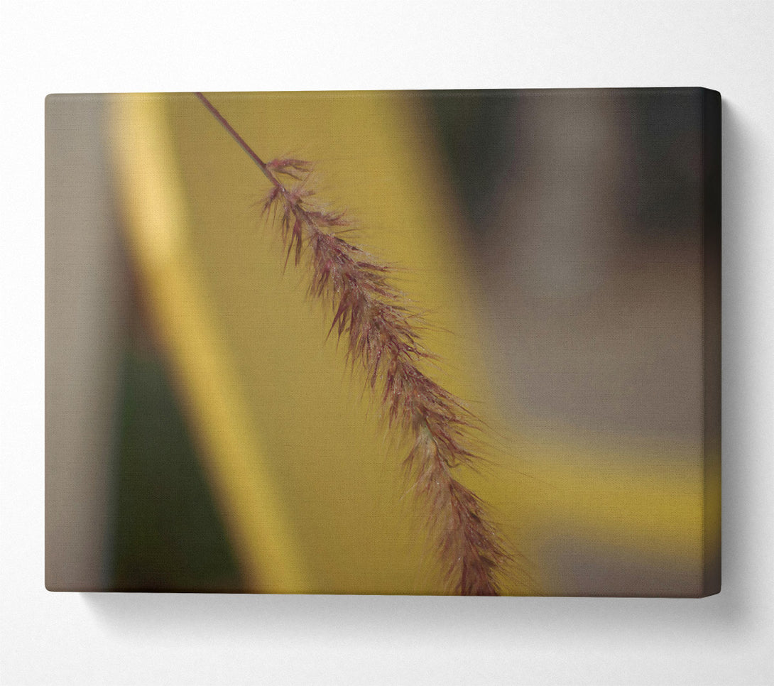  A Canvas Print of Golden Brown Bristle Canvas Art