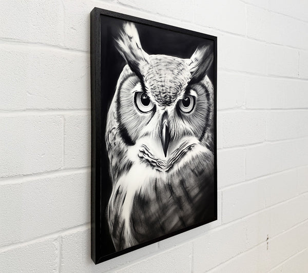 Black And White Owl Gaze