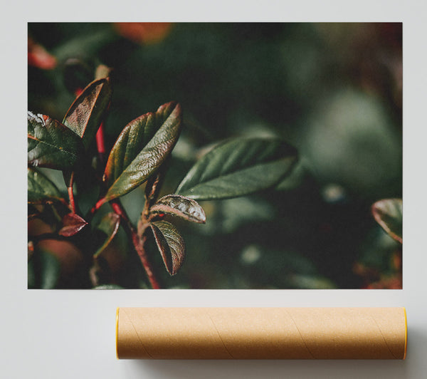 Red Hues Of Green Leaves. Giclee Print