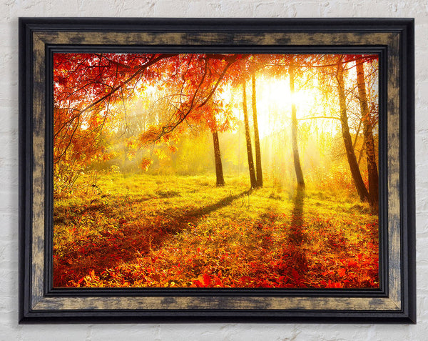 Autumn Forest Sunlight Framed Print