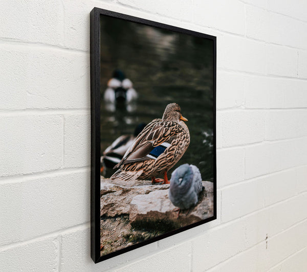 Brown Duck By The Water