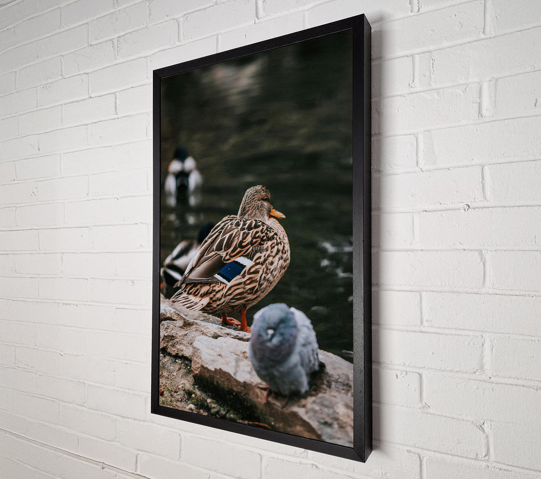  A Canvas Print of Brown Duck By The Water Canvas Wall Art