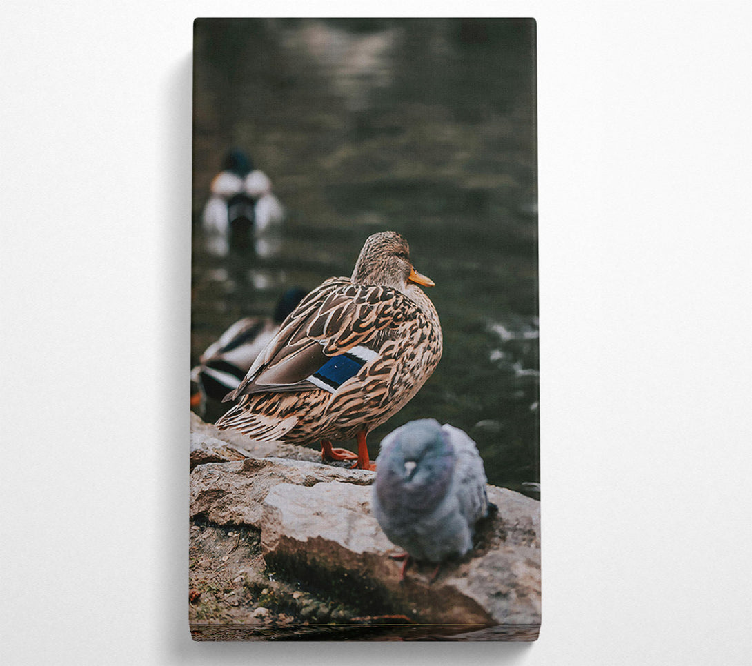  A Canvas Print of Brown Duck By The Water Canvas Wall Art