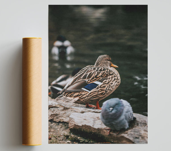 Brown Duck By The Water Print