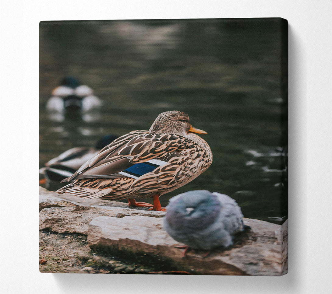  A Canvas Print of Brown Duck By The Water Canvas Wall Art