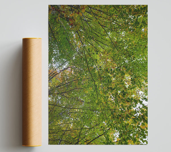 Green Canopy'S Embrace Poster