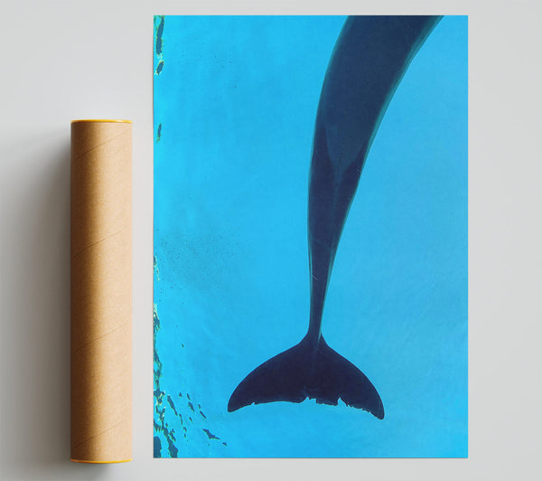 Blue Tail Fluke Poster