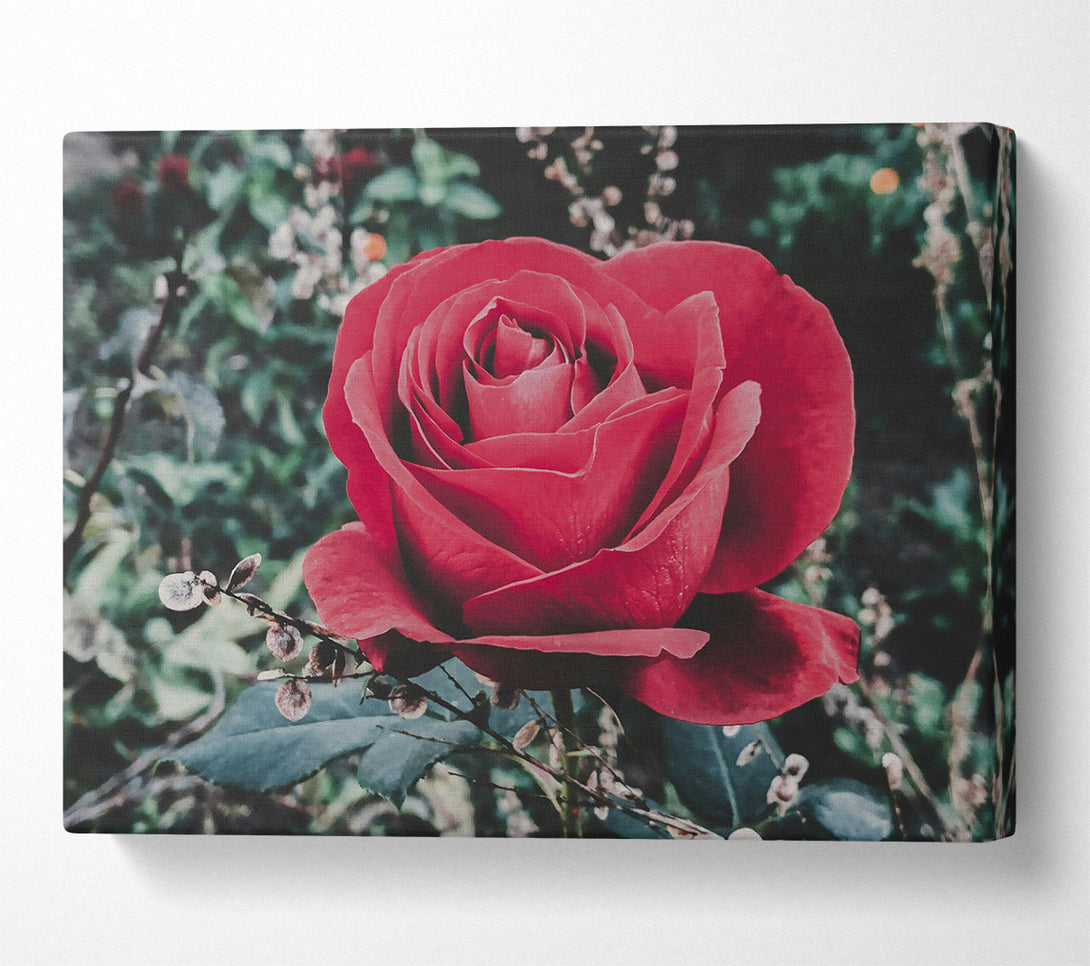  A Canvas Print of Crimson Rose Bloom Canvas Print