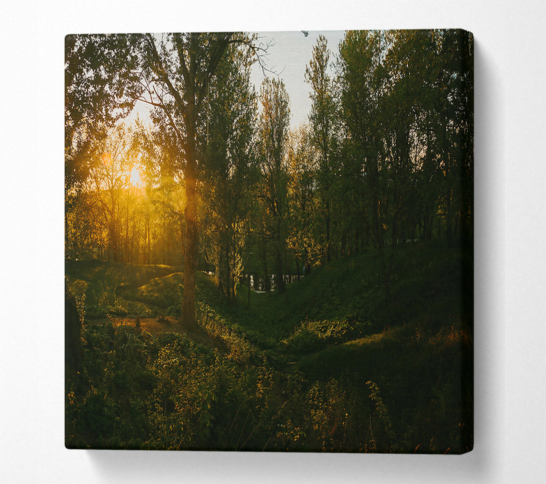  A Canvas Print of Golden Forest Glow Canvas Print