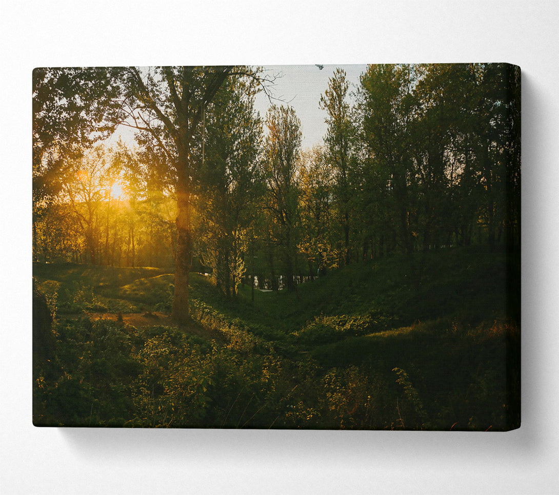  A Canvas Print of Golden Forest Glow Canvas Print