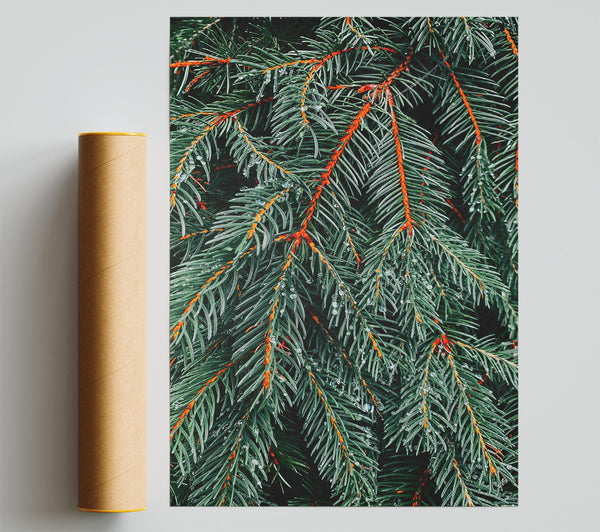 Emerald Evergreen Dewdrops Print