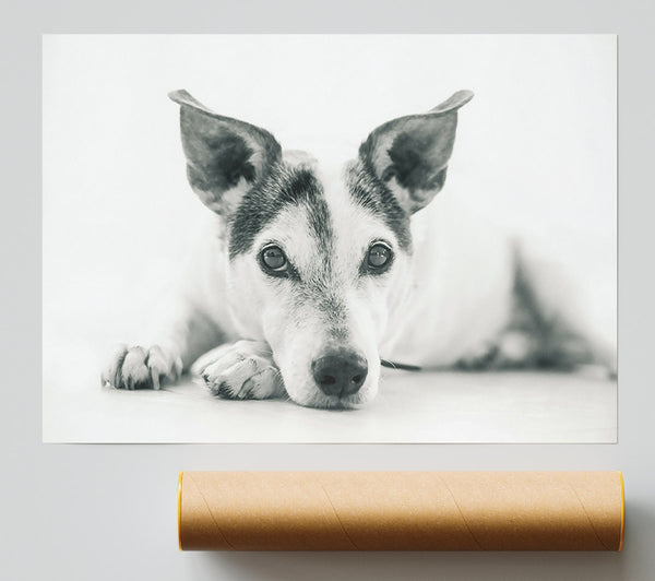 The Dog'S Grey Gaze Poster